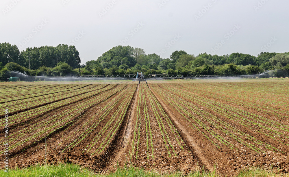 Field of Crops being watered with an irrigation machine