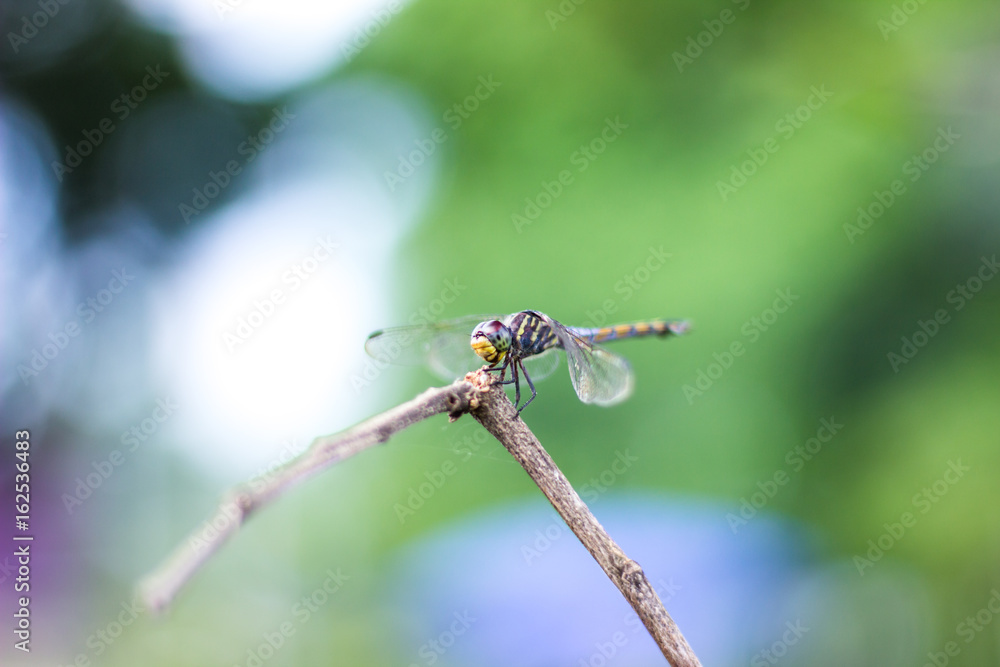Dragonfly Island on the top of the tree to rest from the hunt. Dragonfly Island on the top of the tree to rest from the hunt.