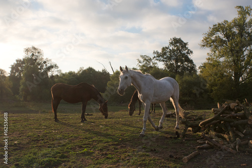 Horse herd on the pasture
