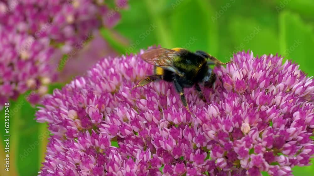 Bumble bee collects pollen on a sedum flower late summer day. Bumble bee collects pollen on a sedum flower late summer day.