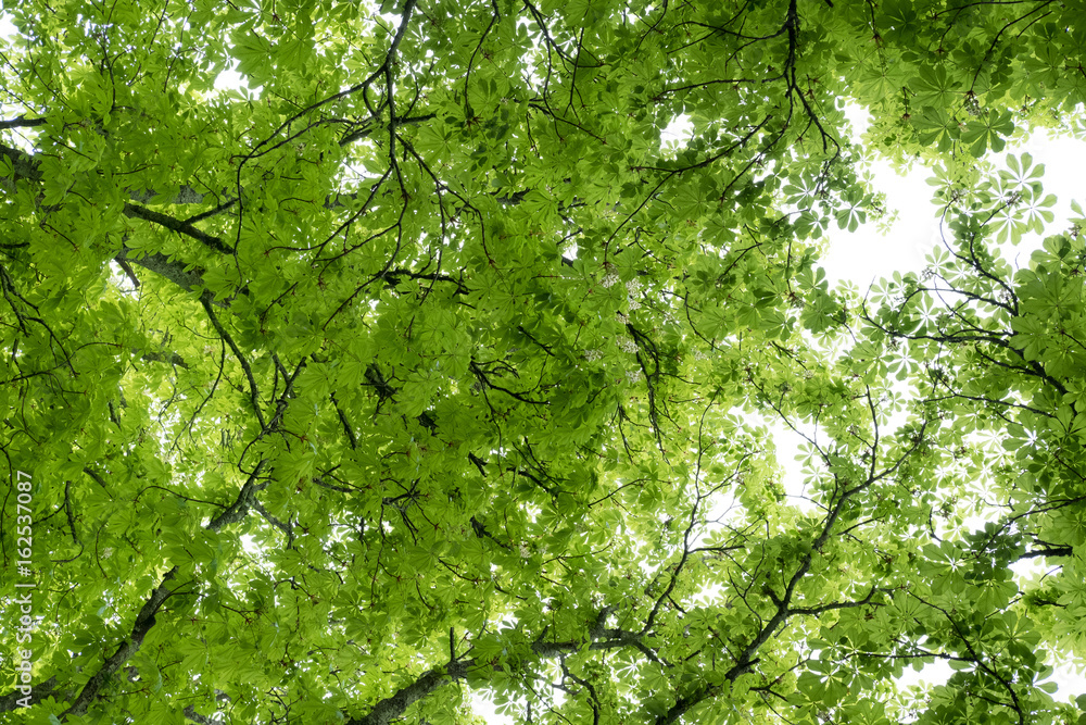 marronnier arbre feuille branche nature vert matière flore