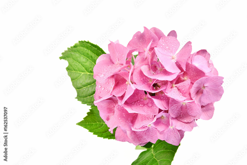 白背景の紫陽花 白背景の紫陽花