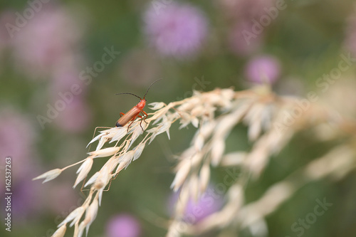 red bug on dry grass