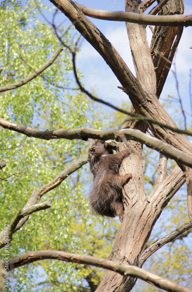 Obraz premium Baumstachler