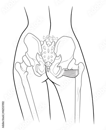 The internal structure of the pelvic girdle human skeleton, Musculus quadratis femoris, Square thigh muscle,  rear view. On a white background