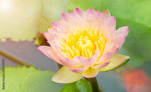 Beautiful Blooming Lotus Flowers in The Pond during Summer Season used as Template to mock up or input Text as Nature Background