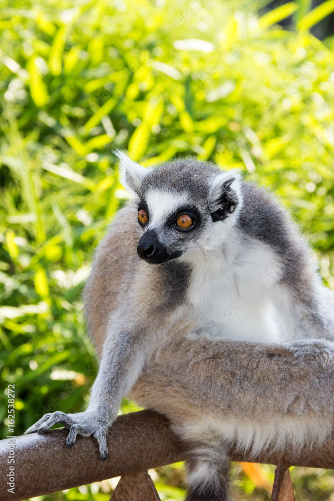 Obraz premium Lemure