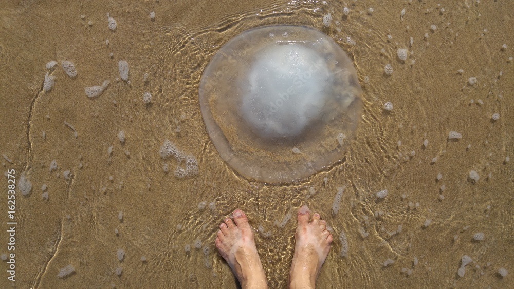 Fototapeta premium Feet of a person looking at Rhopilema nomadica jellyfish at the seaside. This kind of jellyfish has vermicular filaments with venomous stinging cells and can cause painful injuries to people.