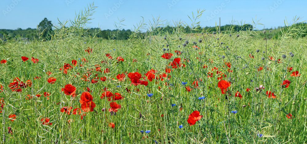Fototapeta premium Panorama of the summer rape field with the blossoming poppies