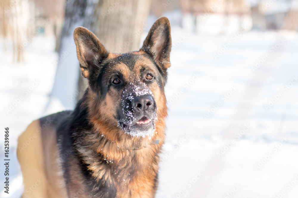Dog german shepherd in a winter day Dog german shepherd in a winter day
