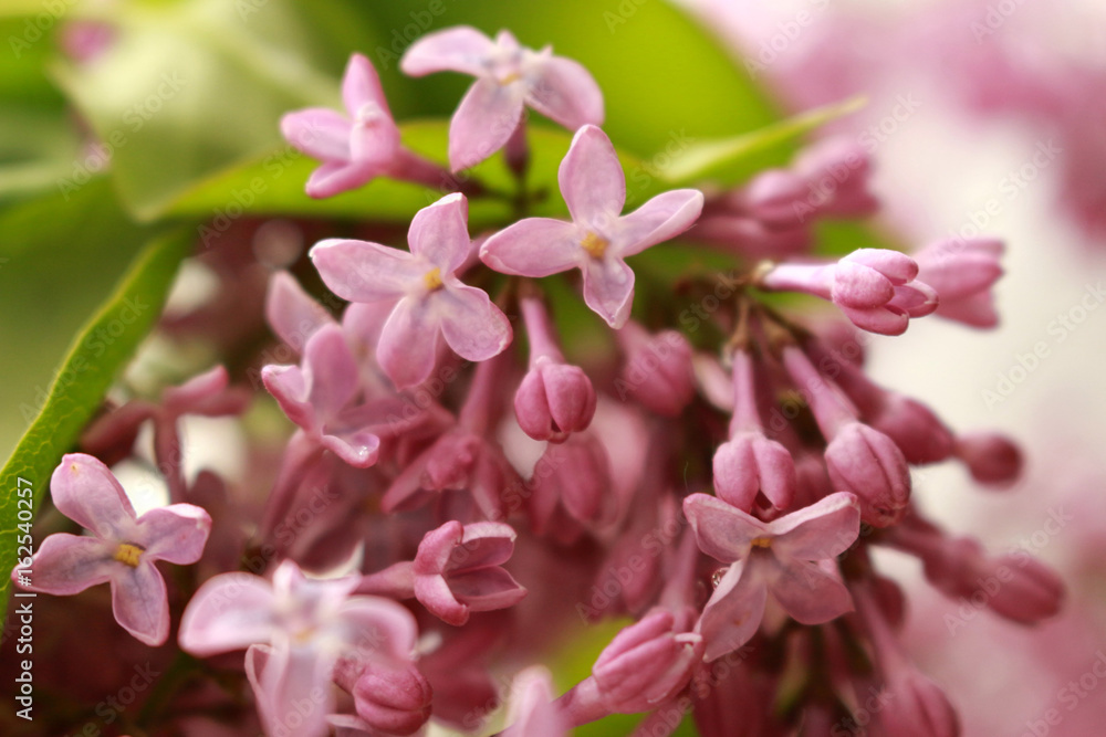 Lilac Lilac
