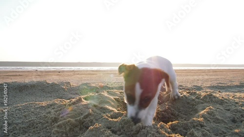 Little Jack Russell puppy playing on the beach digging sand, slow motion