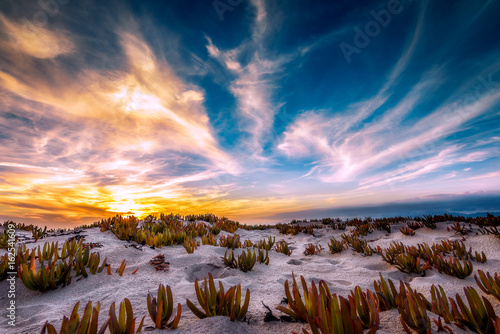 Playa Del Rey Dune Sunset