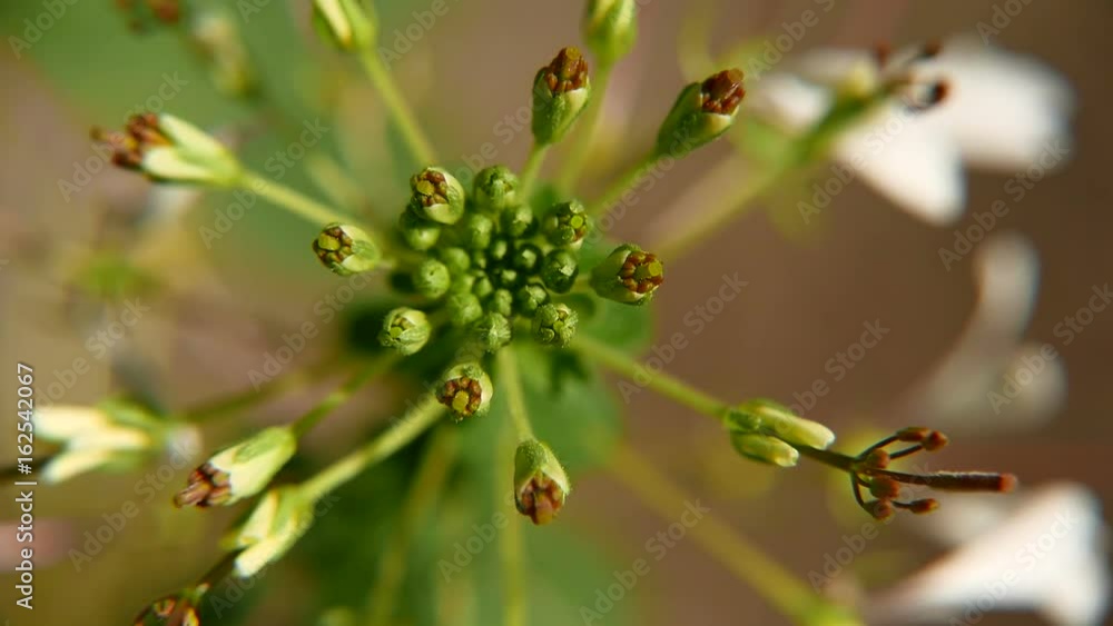 Close up of flower plants in a sunshine. Close up of flower plants in a sunshine.