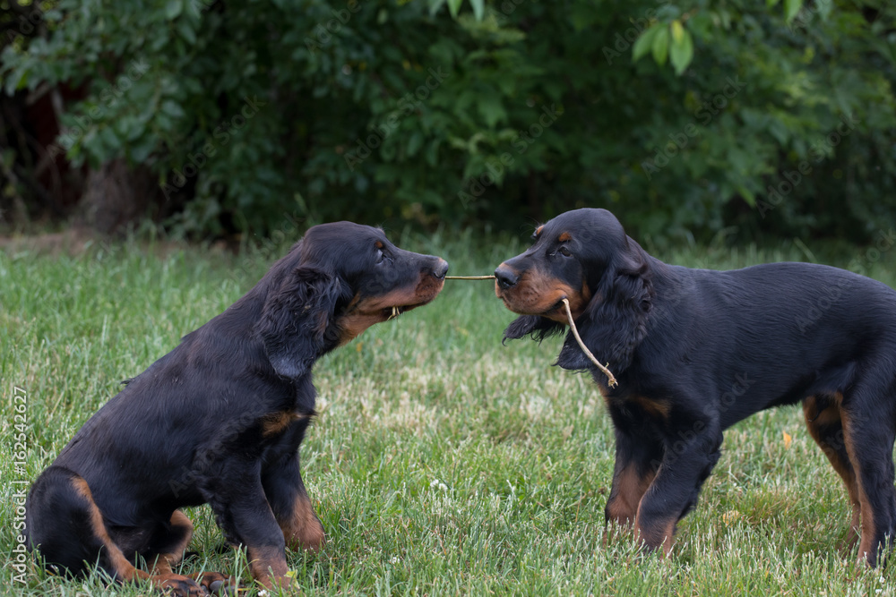 puppy setter gordon, Dog training
puppy setter gordon, Dog training