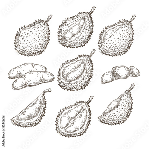 Set of vector illustrations, icons of a durian fruit whole and peeled in an engraving style isolated on a white background. Print, template, design element