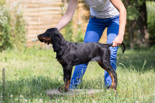 Bild auf Leinwand puppy setter gordon, Dog training