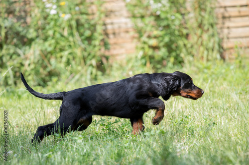 Obraz na płótnie puppy setter gordon, Dog training