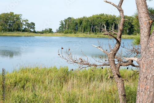 Thickets of reeds and Chesapeake Bay on Maryland Eastern Shore near Rock Hall, MD