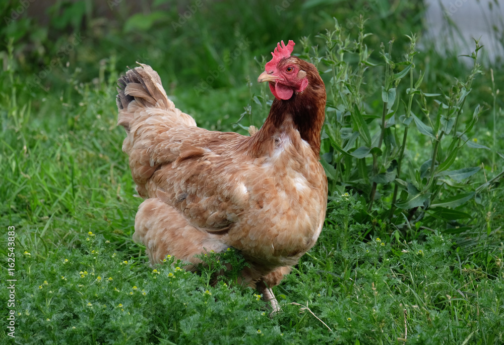 Fototapeta premium Chicken brown suit walking on the green grass
