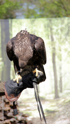 Seeadler photo