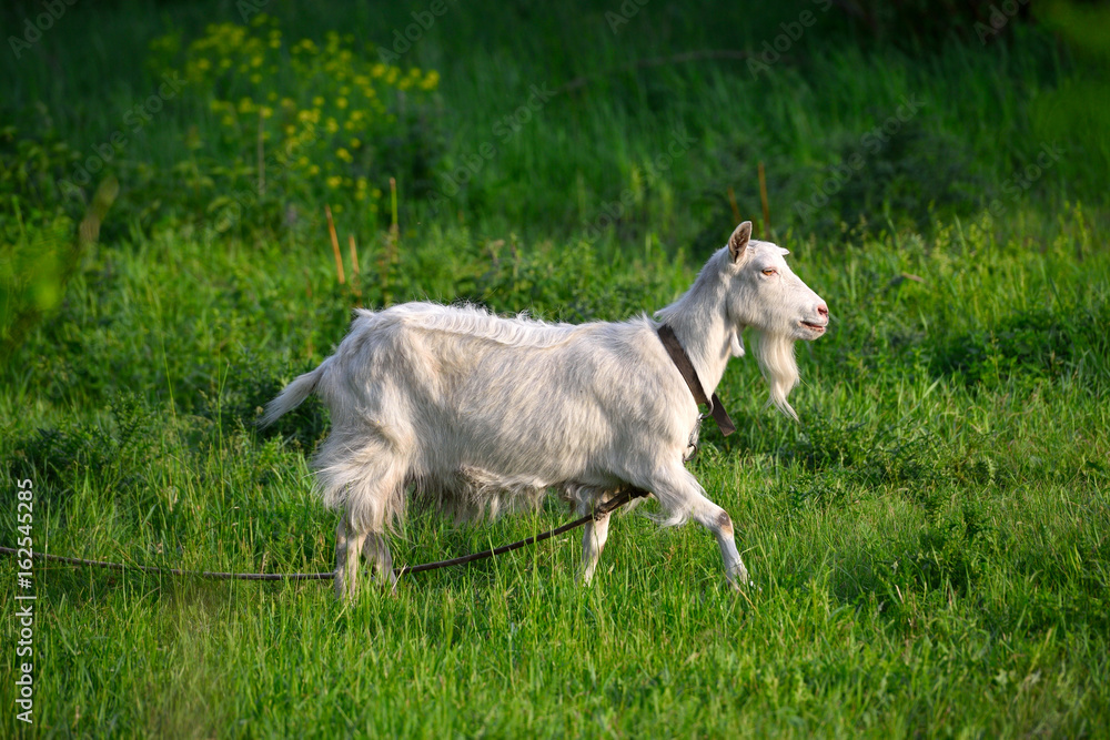 Fototapeta premium Beautiful white goat on a green meadow