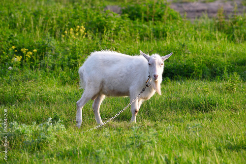 Beautiful white goat on a green meadow