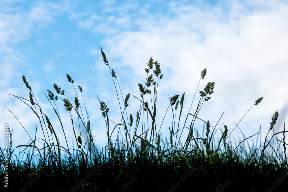 Fototapeta premium Silhouetted Grasses against a blue and white sky