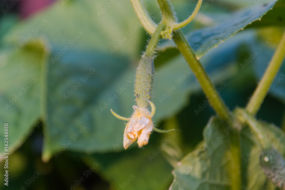 Small cucumber on a bed. The young cucumber spet on a bed. Small cucumber on a bed. The young cucumber spet on a bed.