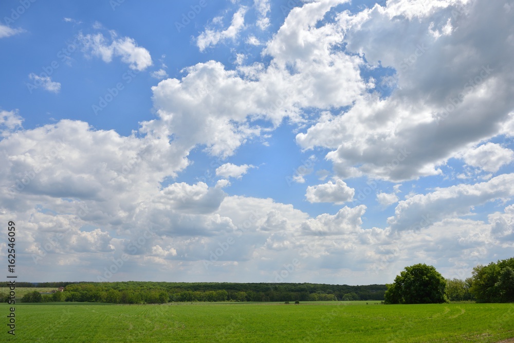 Field of young green wheat and blue sky with clouds Field of young green wheat and blue sky with clouds