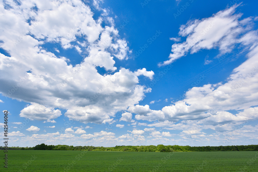 Field of young green wheat and blue sky with clouds Field of young green wheat and blue sky with clouds