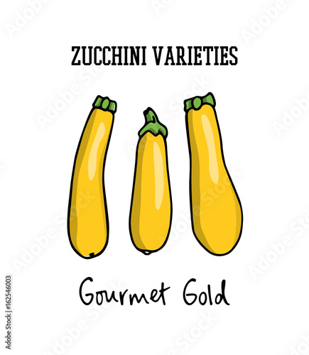 Hand drawn zucchini