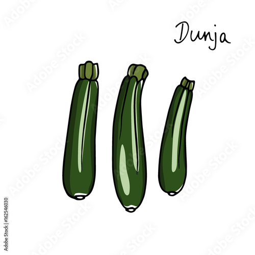 Hand drawn zucchini
