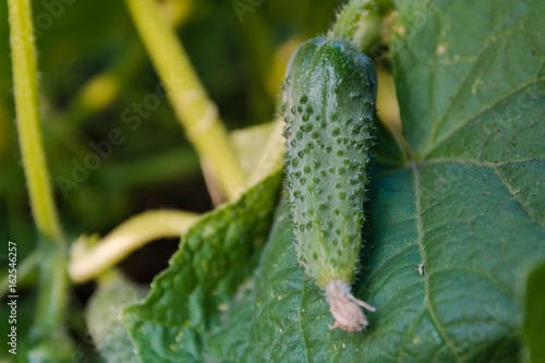 Small cucumber on a bed. The young cucumber spet on a bed.