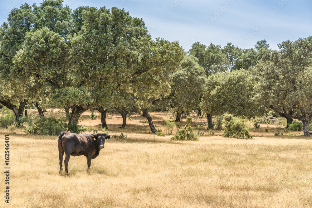 Beautiful landscape of bulls of Avila, Spain Beautiful landscape of bulls of Avila, Spain