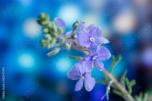 Germander speedwell  or Veronica chamaedrys -  herbaceous perennial species of flowering plant