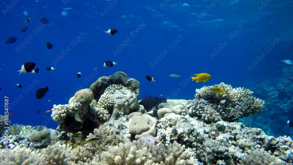 Video shooting at a shallow depth. The corals and tropical fish. Video shooting at a shallow depth. The corals and tropical fish.