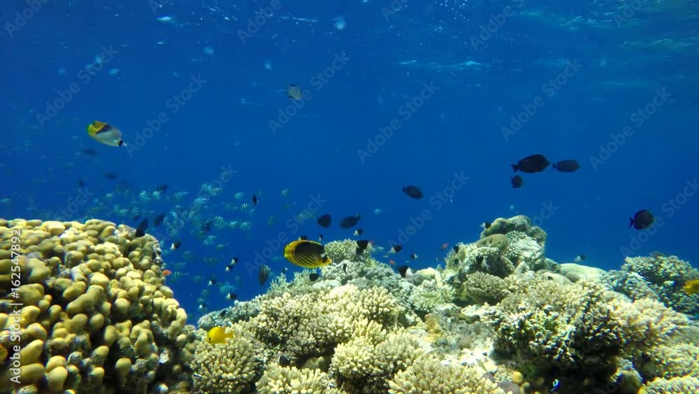 Coral reef, tropical fish. Warm ocean and clear water. Underwater world. Coral reef, tropical fish. Warm ocean and clear water. Underwater world.