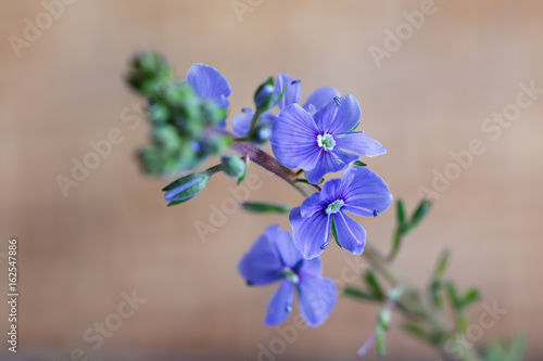 Germander speedwell, or Veronica chamaedrys -  herbaceous perennial species of flowering plant photo