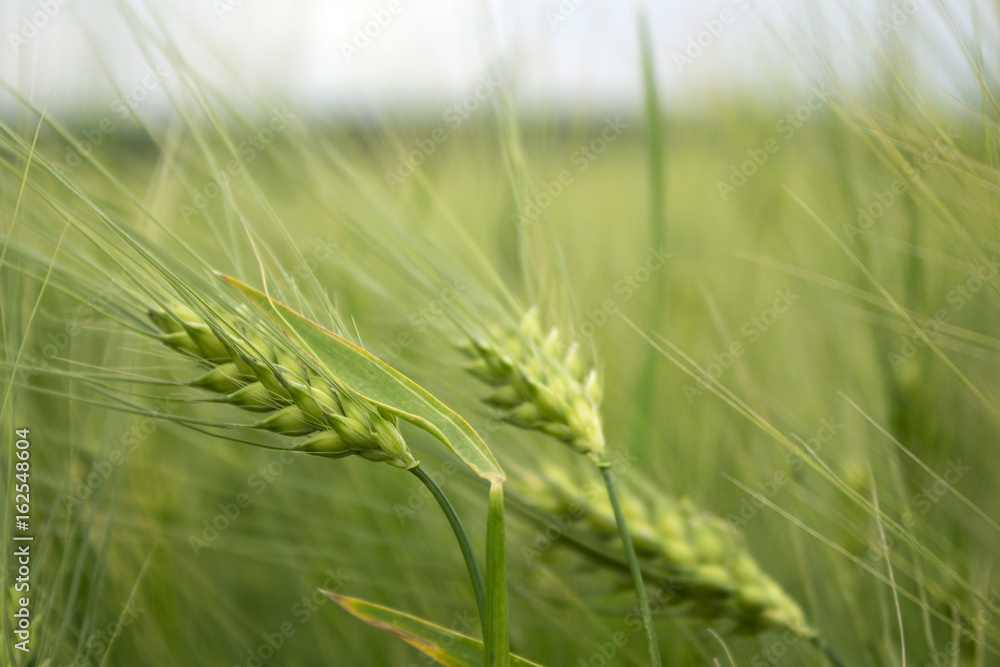 Green corn and the wheat in the fields in cloudy weather, beautiful landscape Green corn and the wheat in the fields in cloudy weather, beautiful landscape