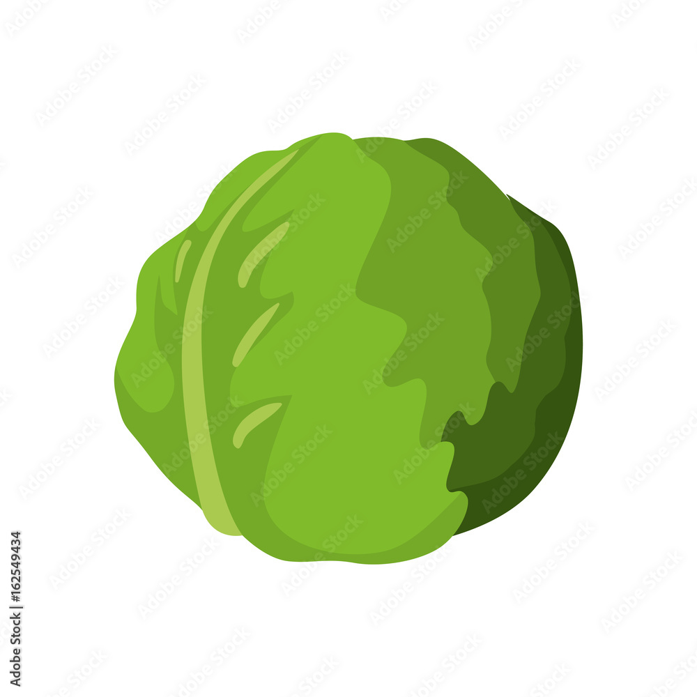 Fresh lettuce vegetable Fresh lettuce vegetable