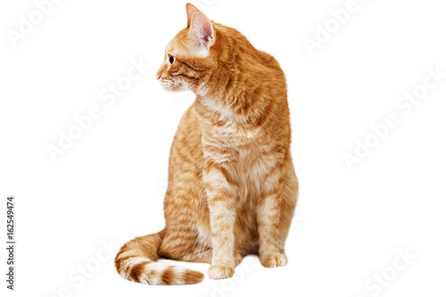 Ginger cat sits and looks away, turning his head in the sideway