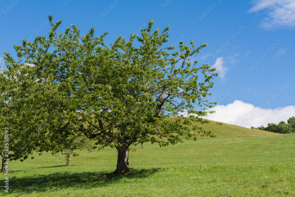 Obstbaum Obstbaum