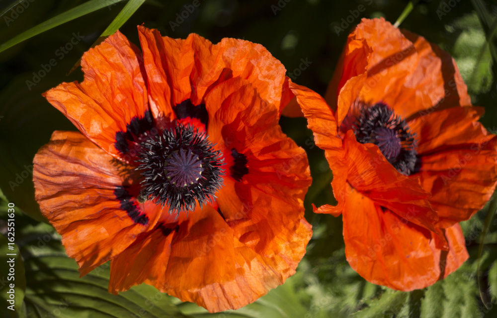 Red poppy, large poppy flowers on the garden bed at Sunny day Red poppy, large poppy flowers on the garden bed at Sunny day
