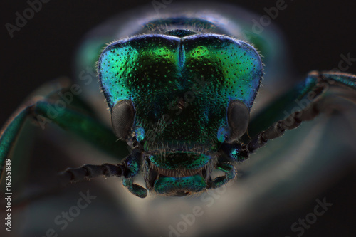 Head of beetle - Spanish fly (Lytta vesicatoria). Macro photo