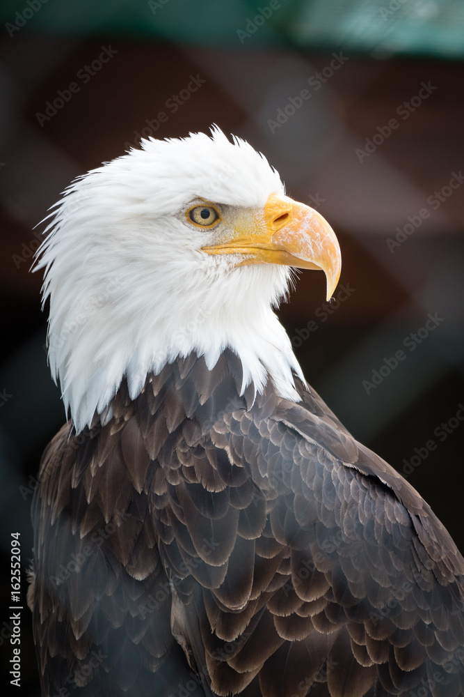 Fototapeta premium Adler schaut nach rechts