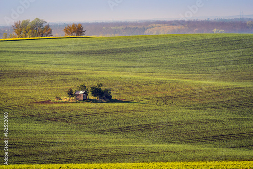 Wavy hills in South Moravia during sunrise