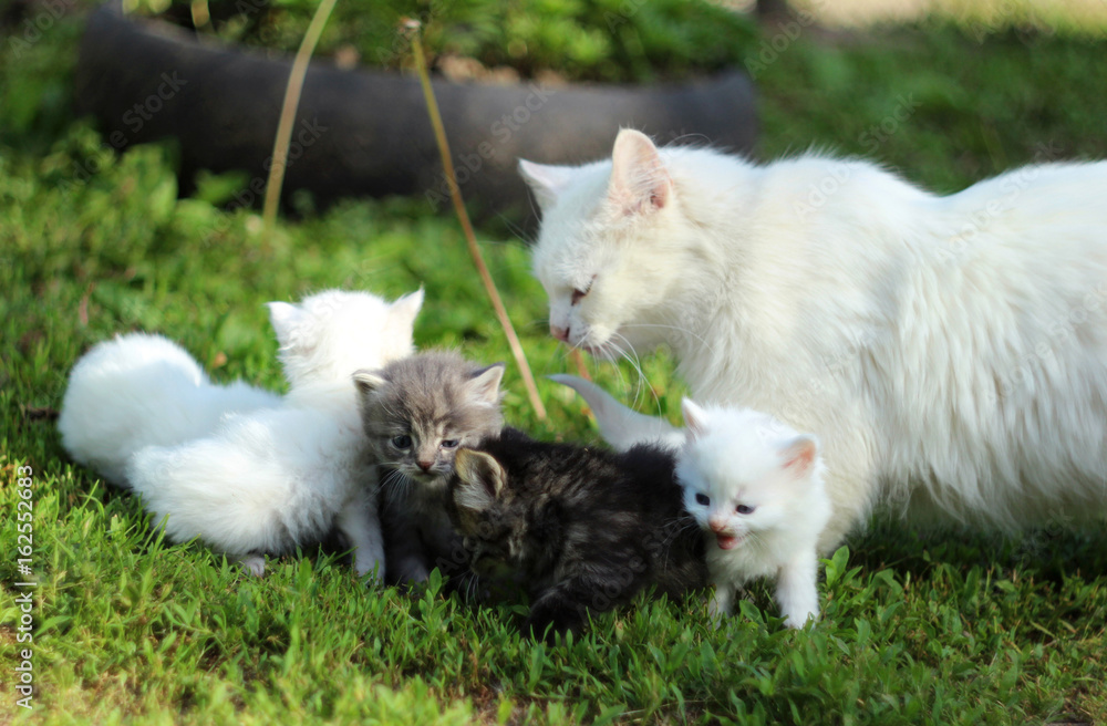 Fototapeta premium White cat with grey, white and black kittens on grass resting, summer
