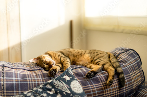 猫（アメリカンカール・ベンガル・茶トラ） Stock Photo  Adobe Stock