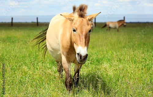 Mongolian wild horse in pasture on summer day